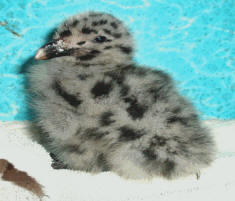 recovering baby gull