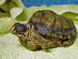 Box Turtle