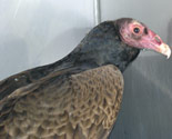 Turkey Vulture Case Story