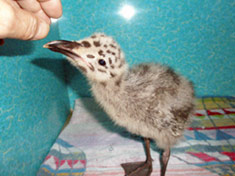 Babygull eating