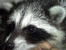 Razzberry the Raccoon