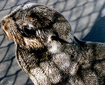 Sea lion recovering