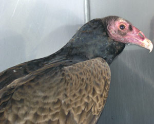Turkey Vulture Treated by AWRE