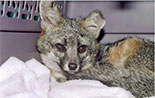 Gray Fox rescued from Grand Prix Fire - 2003