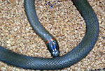 Mussuranas Snake